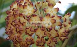 H.-crassicaulisred-flower453