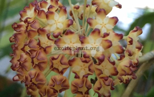 H.-crassicaulisred-flower453