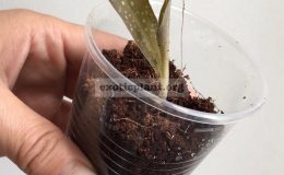 Habenaria-carnea-24