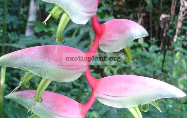 Heliconia-Chartacea-‘Sexy-Pink’-Musaceae-20