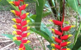 Heliconia-rostrata-20