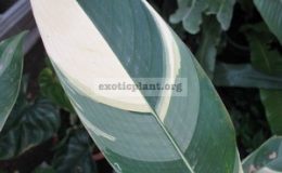 Heliconia-sp-white-variegata-35
