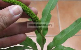 Helminthostachys-zeylanica-Fern-24