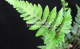 Heterogonium-pinnatum