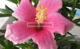 Hibiscus-Chakree-Bongkot