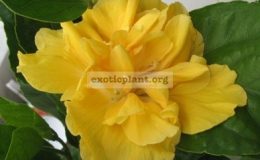 Hibiscus-Double-Gold