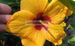 Hibiscus-Topsy