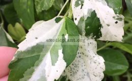 Hibiscus-rosa-sinensis-white-variegated-25-