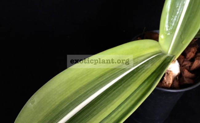 Hippeastrum-reticulatum-variegated-