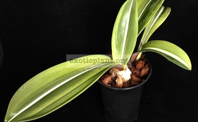 Hippeastrum-reticulatum-variegated
