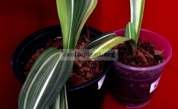 Hippeastrum-reticulatum-variegated-left-and-Hippeastrum-sp.T01-variegated-right-