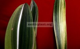 Hippeastrum-reticulatum-variegated-left-and-Hippeastrum-sp.T01-variegated-right