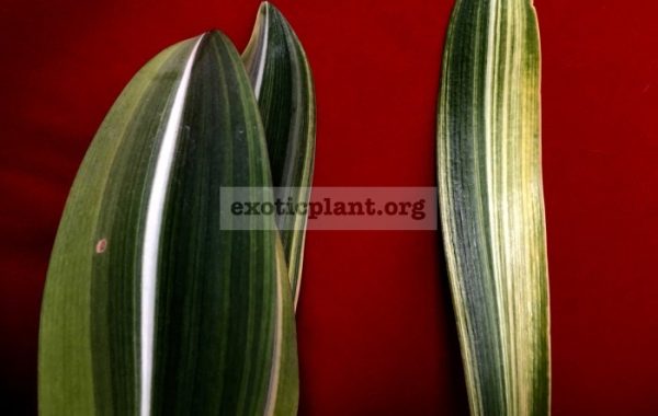 Hippeastrum-reticulatum-variegated-left-and-Hippeastrum-sp.T01-variegated-right