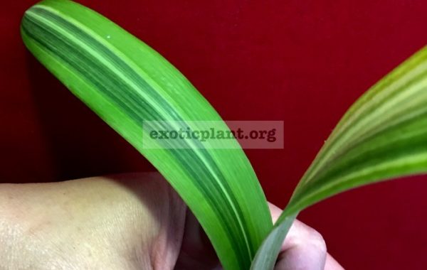 Hippeastrum-sp.T01-variegated-40-1-1