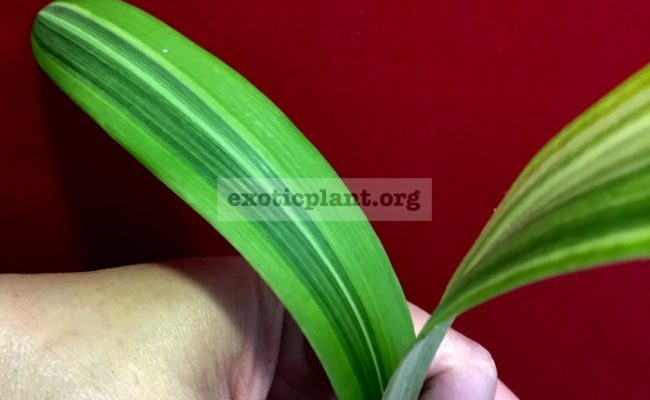 Hippeastrum-sp.T01-variegated-40-1-1
