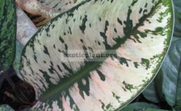 Homalomena-Camouflage
