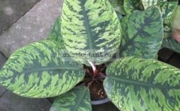 Homalomena-Camouflage-35