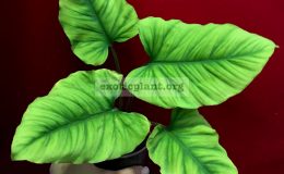 Homalomena-Golden-Velvet-60-