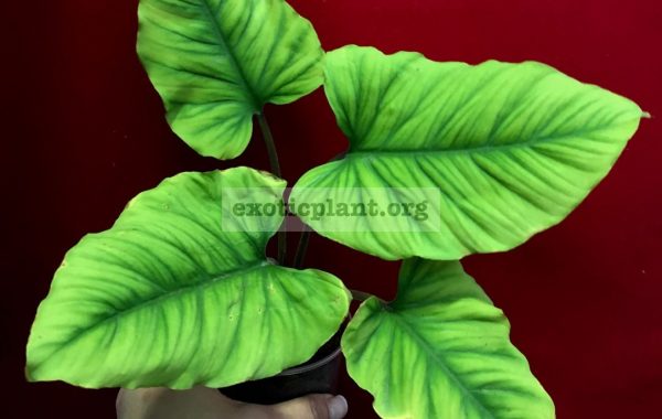 Homalomena-Golden-Velvet-60-