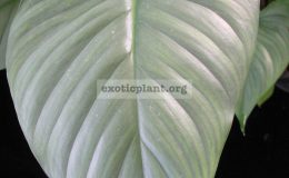 Homalomena-Pewter-dream-