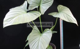 Homalomena-Pewter-dream