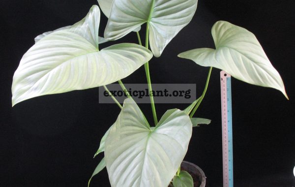 Homalomena-Pewter-dream