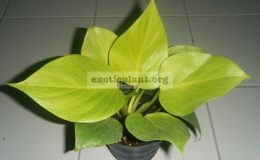 Homalomena-lindenii-Lemon-Glow