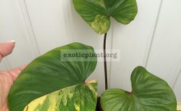 Homalomena-rubescens-Broken-Heart-