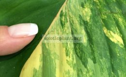 Homalomena-rubescens-Broken-Heart-1-1