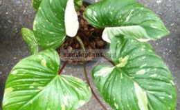 Homalomena-rubescens-Pink-Starlight-35