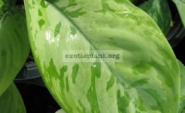 Homalomena-sp-T03-30-