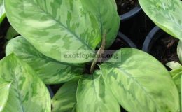 Homalomena-sp-T03-30