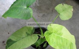 Homalomena-sp.T01-variegata-75