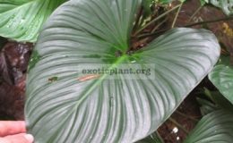 Homalomena-sp.T02