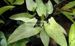 Homalomena-sulcata-Cream-Frost