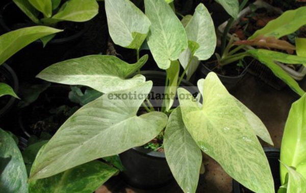 Homalomena-sulcata-Cream-Frost