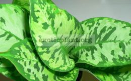 Homalomena-wallisii-24-