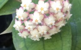 Hoya-Jenifer687