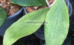 Hoya-Jennifer-687-35