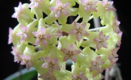 Hoya-Nelinae-686-1200