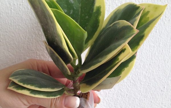 Hoya-Pachyclada-variegata-3000
