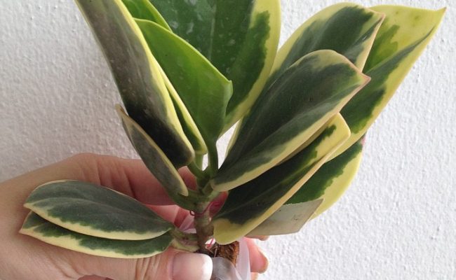 Hoya-Pachyclada-variegata-3000