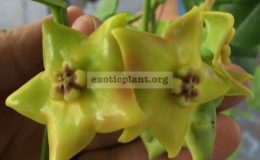 Hoya-RuthieMM-x-ariadna532-30
