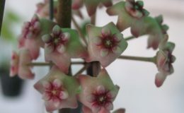 Hoya-Sweet-Scent803-1200