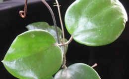 Hoya-alwitmiana826-46