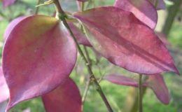 Hoya-anulata5-600