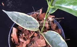 Hoya-archboldiana-variegata-Bold-Edge-14-70