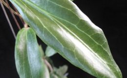 Hoya-aurigeana824-46
