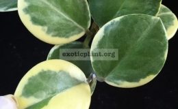 Hoya-australis-albomarginata-25-30