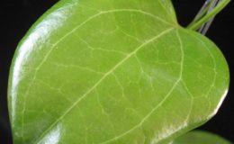Hoya-benstoneana827-46